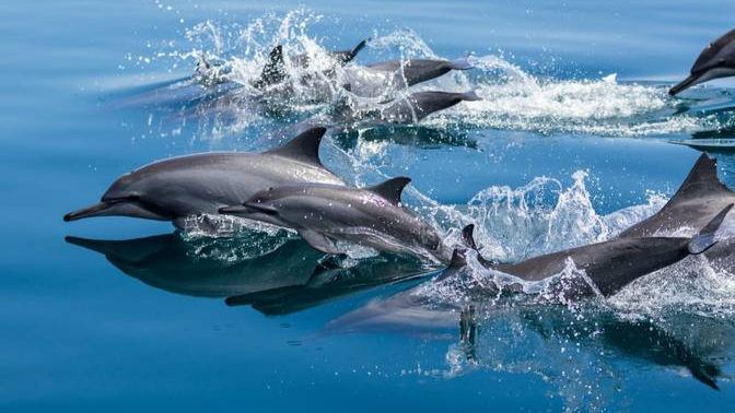 Follow The Dolphins