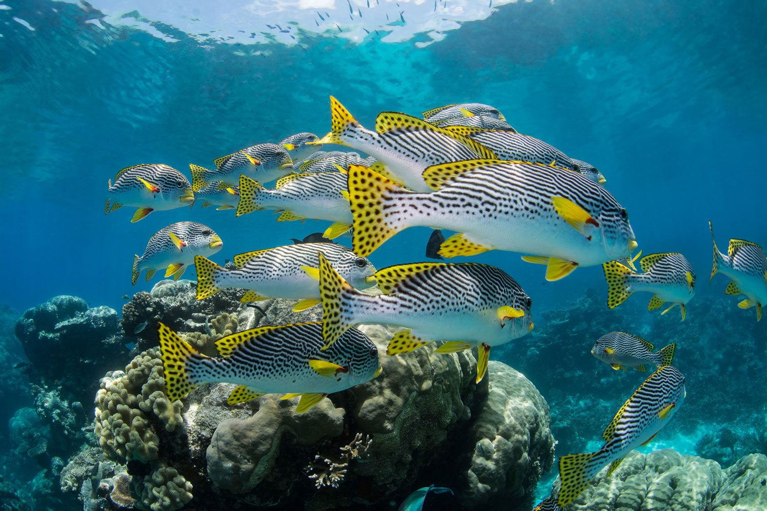 Surf & Chill – 5 Nights & 6 Days on Huraa Island