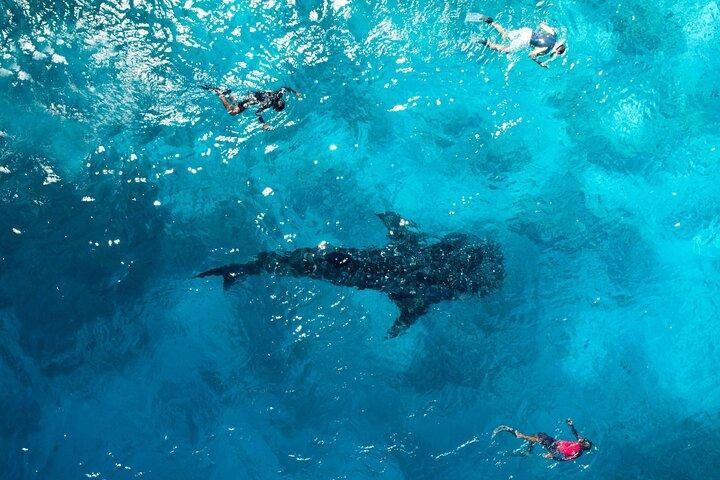 Swim With Whale Shark