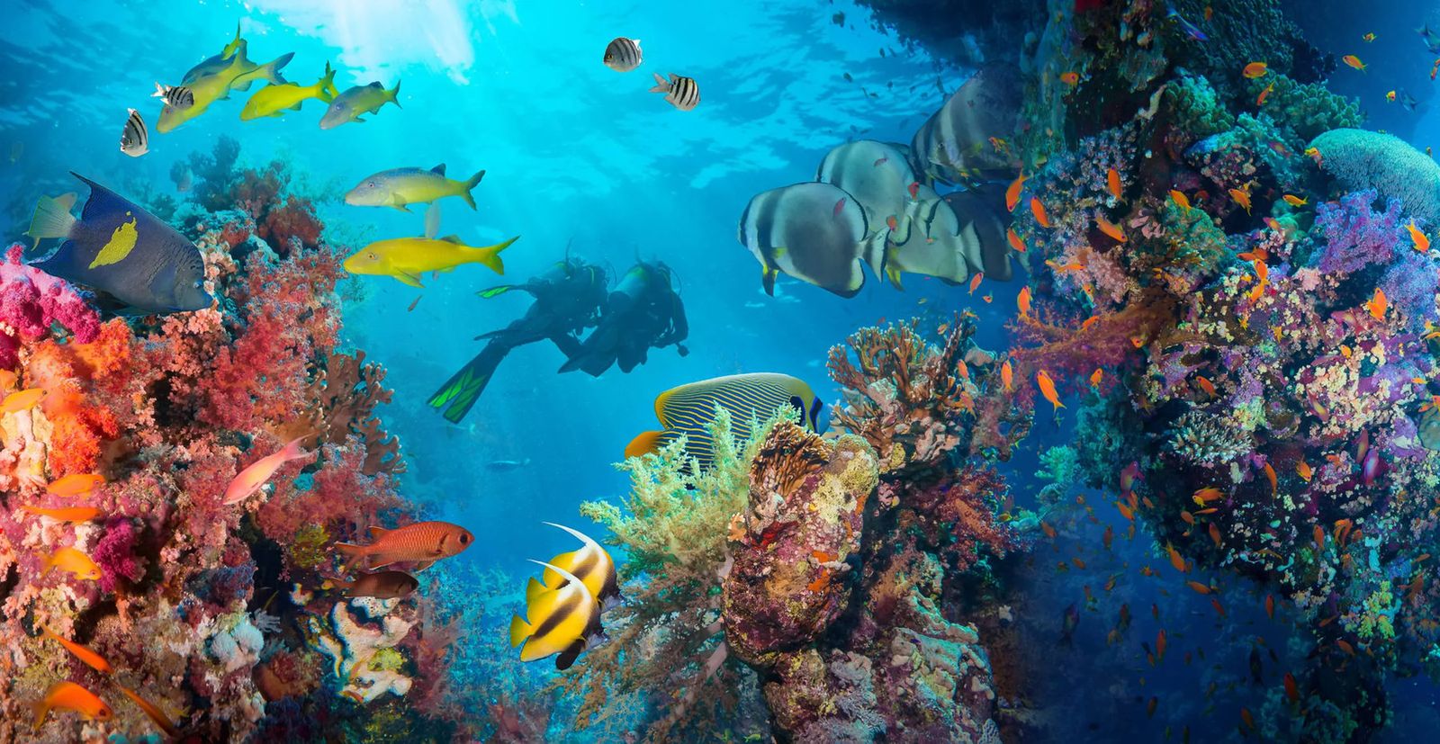 Diving
