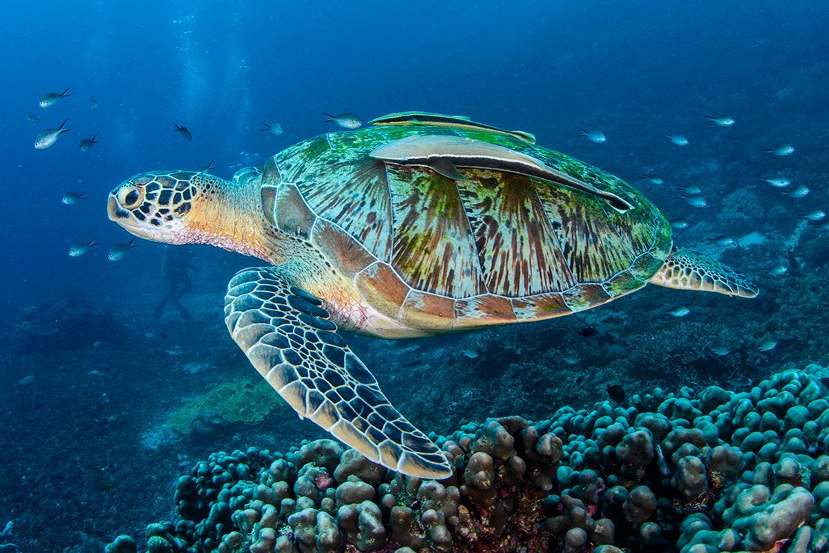 Discover Dhiffushi Island – 4 Nights / 5 Days