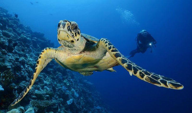 Follow The Friendly Turtle
