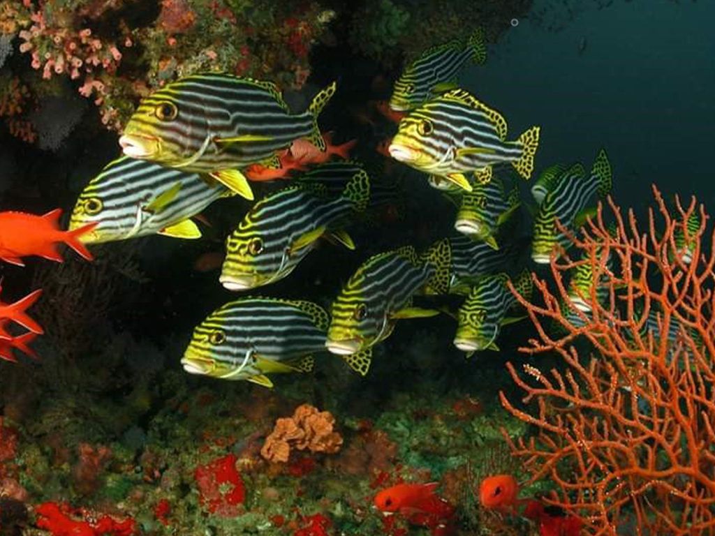 India–Maldives Super Saver Group Holiday – 4N/5D