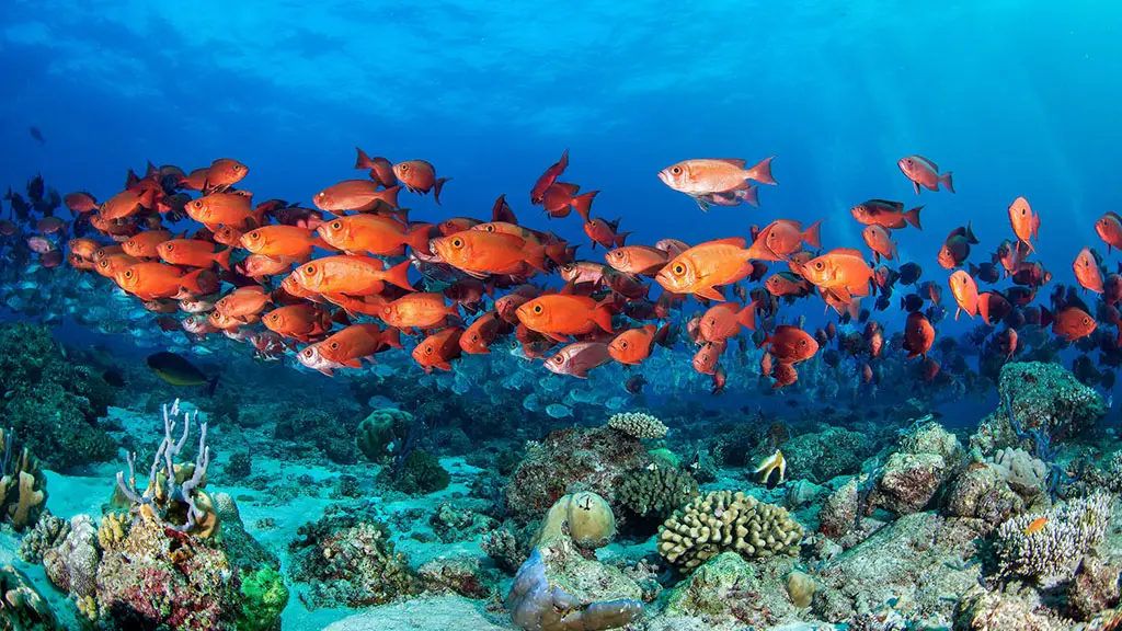 Discover Dhiffushi Island – 4 Nights / 5 Days