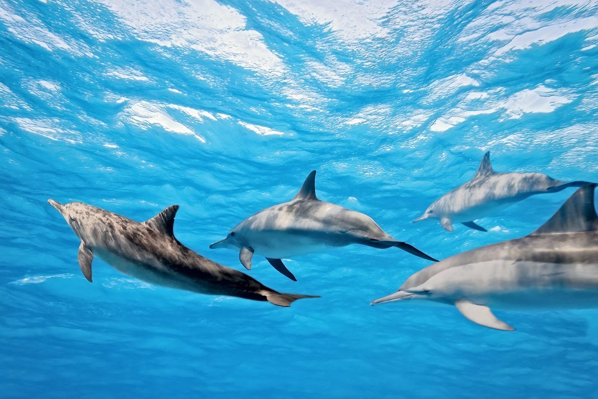 Discover Dhiffushi Island – 4 Nights / 5 Days