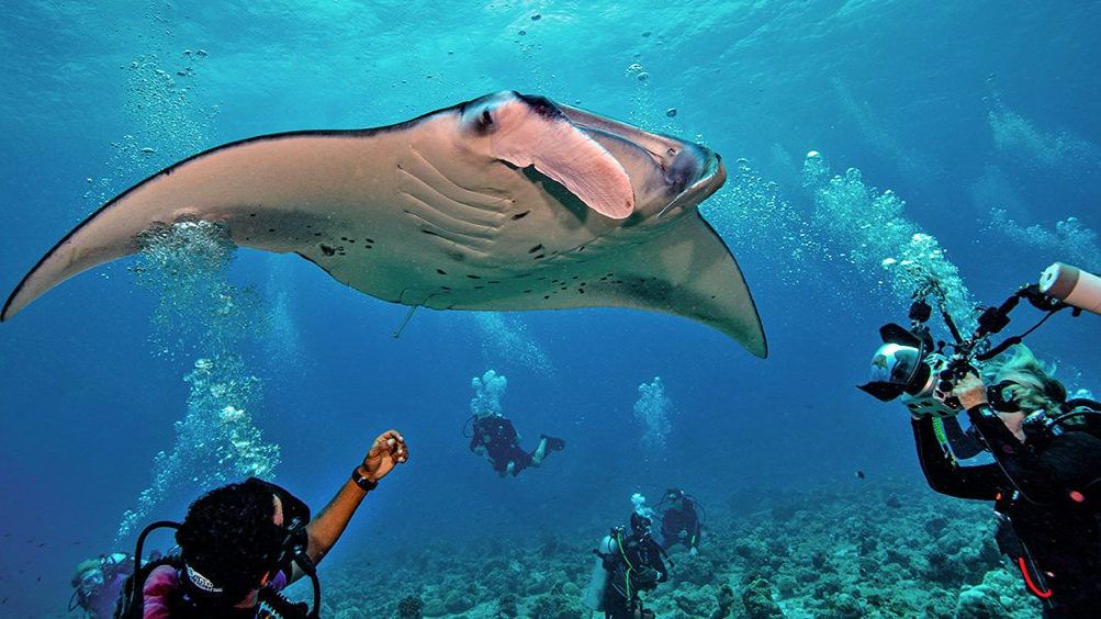 Manta Watch