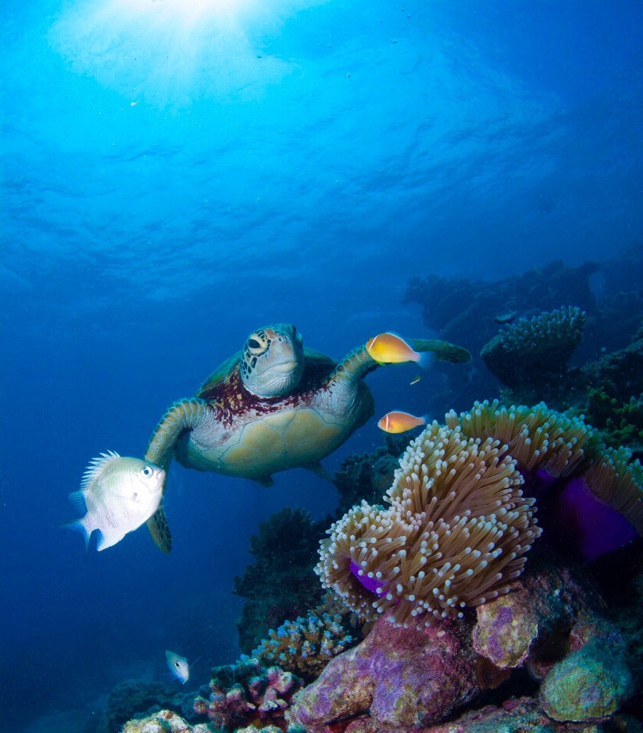 Explore the Heart of Maldives – 5 Nights / 6 Days Rasdhoo Island Getaway
